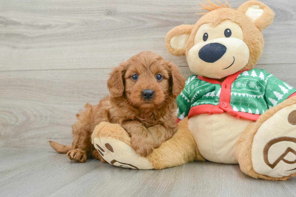 Best Mini Goldendoodle Baby