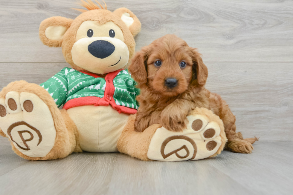 Best Mini Goldendoodle Baby