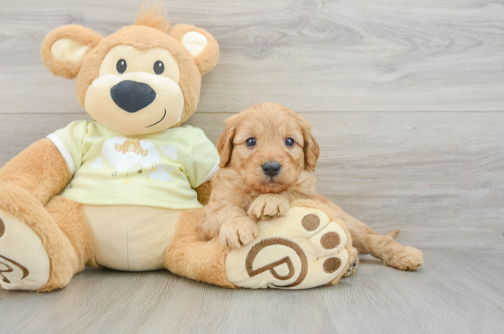 6 week old Mini Goldendoodle Puppy For Sale - Windy City Pups