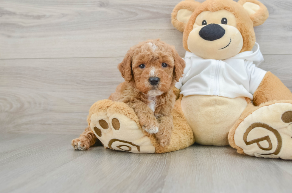 5 week old Mini Goldendoodle Puppy For Sale - Windy City Pups