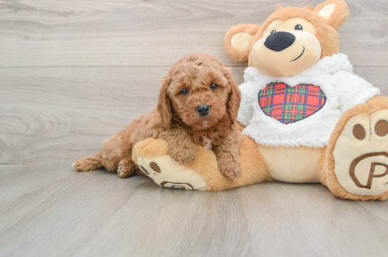 Best Mini Goldendoodle Baby
