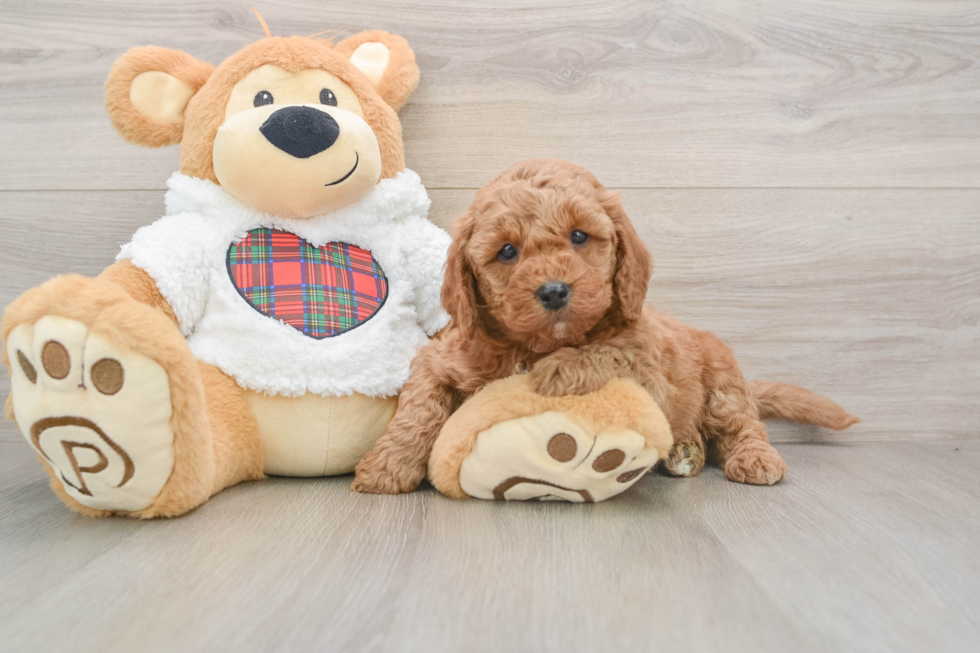 Petite Mini Goldendoodle Poodle Mix Pup