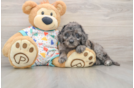 Best Mini Goldendoodle Baby