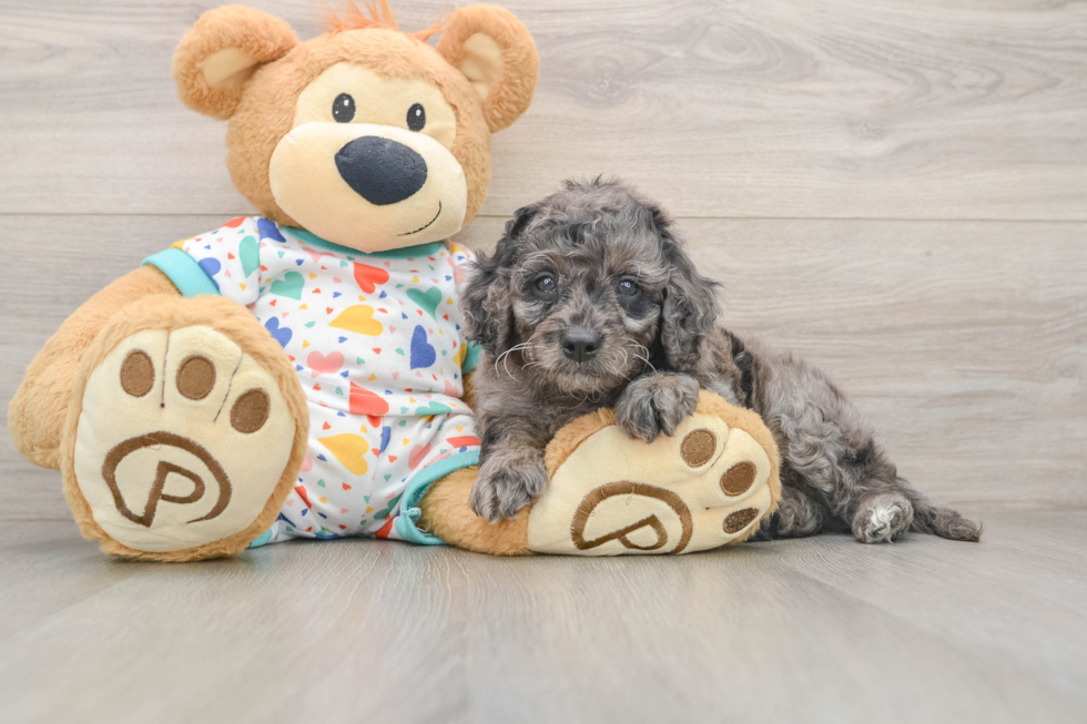 Best Mini Goldendoodle Baby