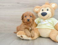 8 week old Mini Goldendoodle Puppy For Sale - Windy City Pups