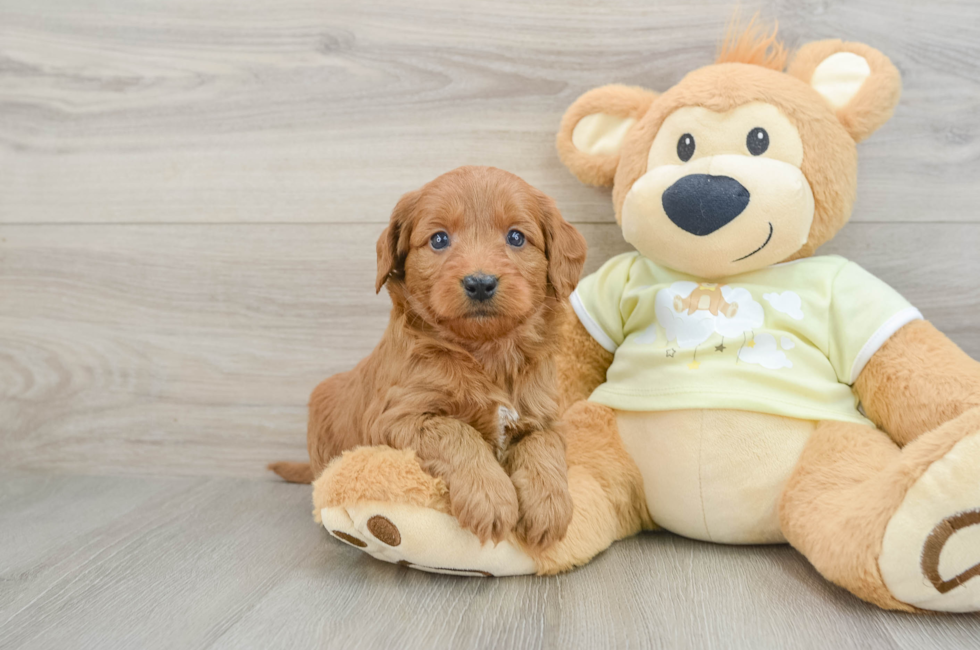 6 week old Mini Goldendoodle Puppy For Sale - Windy City Pups
