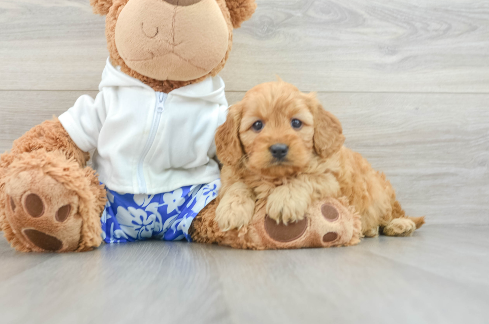 6 week old Mini Goldendoodle Puppy For Sale - Windy City Pups