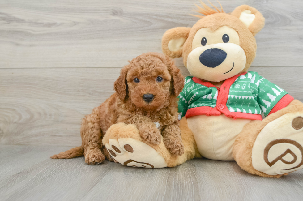 5 week old Mini Goldendoodle Puppy For Sale - Windy City Pups