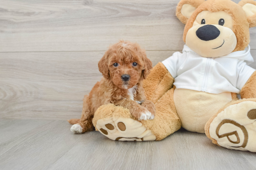 Small Mini Goldendoodle Baby