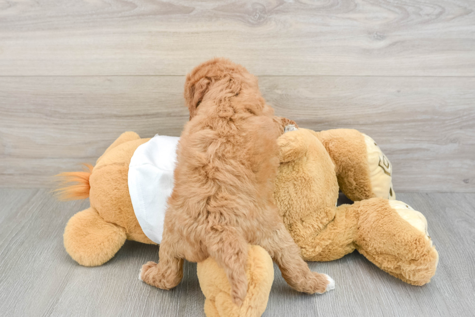 Best Mini Goldendoodle Baby