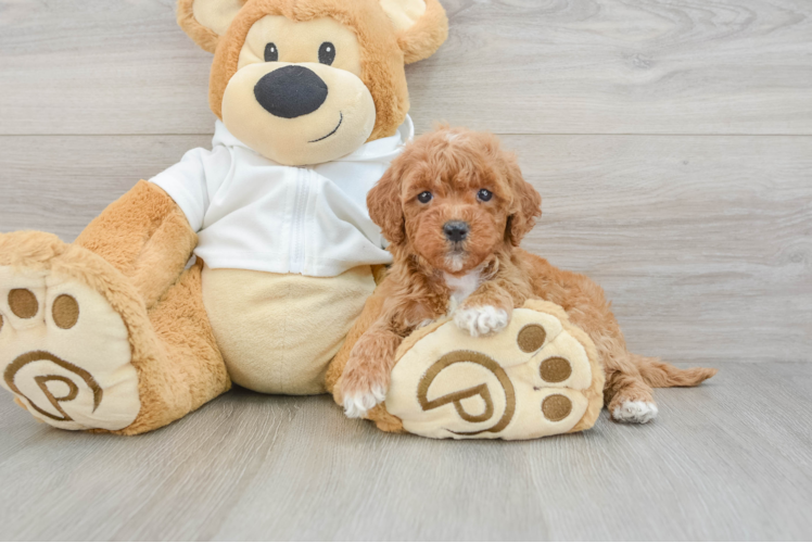 Petite Mini Goldendoodle Poodle Mix Pup