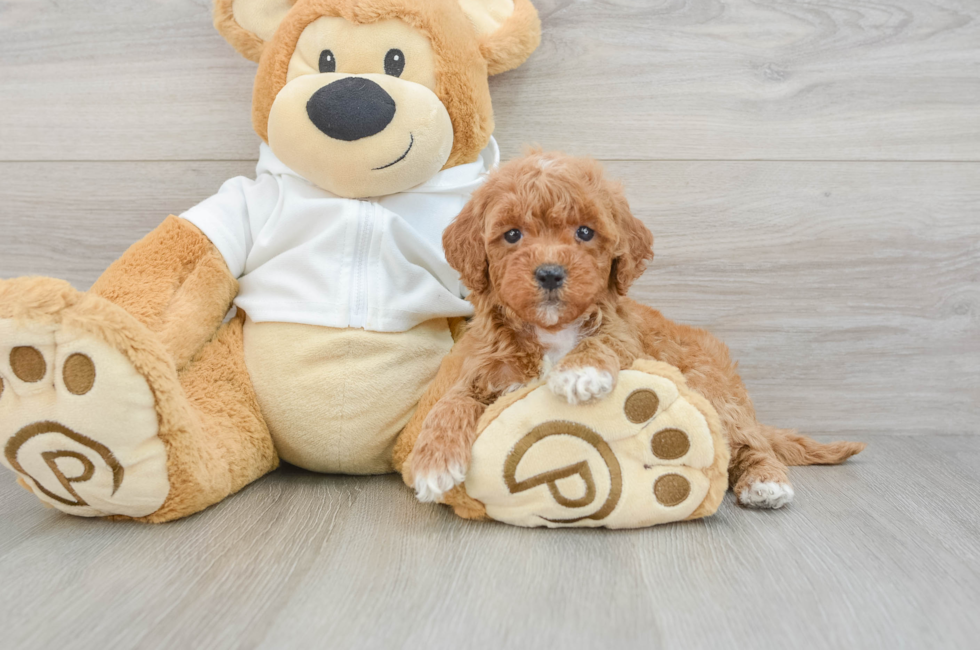 5 week old Mini Goldendoodle Puppy For Sale - Windy City Pups