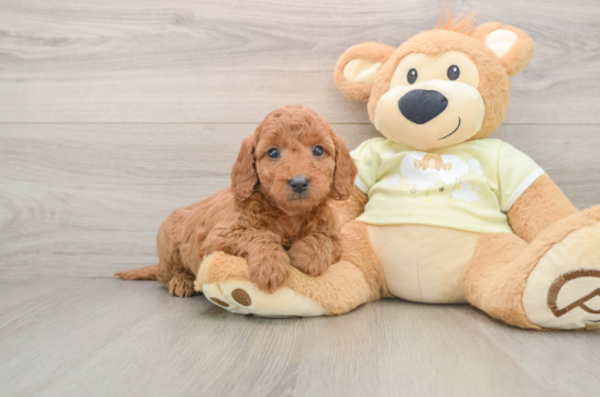 Happy Mini Goldendoodle Baby