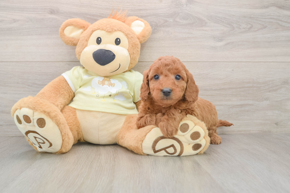 Mini Goldendoodle Pup Being Cute