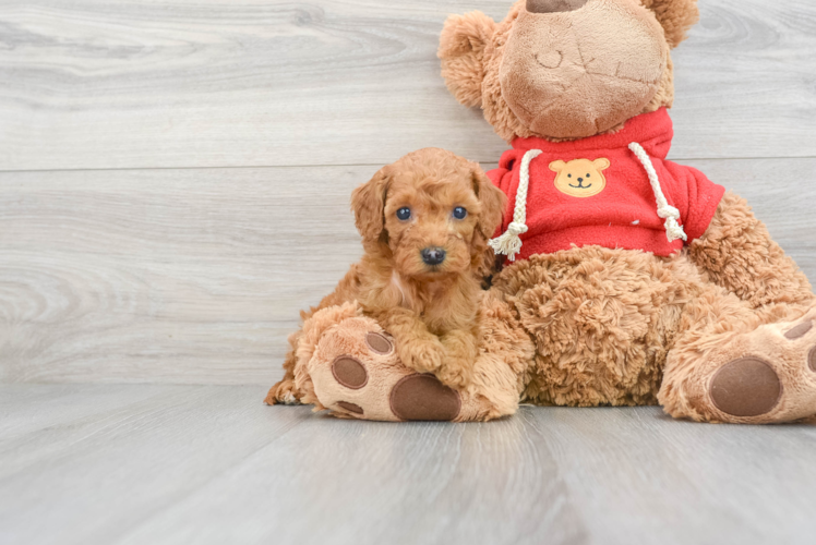 Popular Mini Goldendoodle Poodle Mix Pup