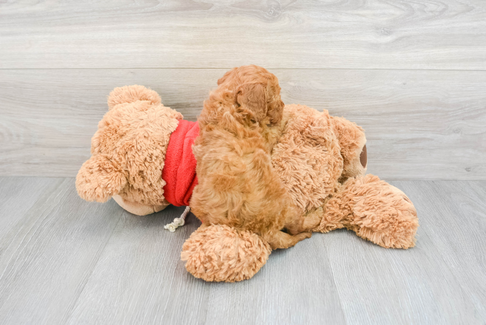 Mini Goldendoodle Pup Being Cute