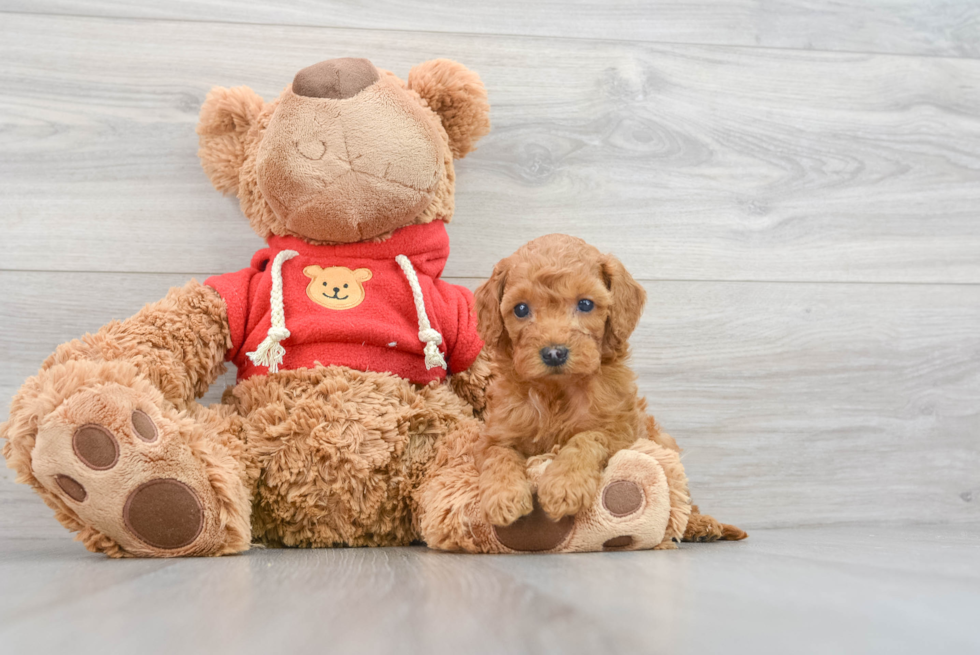 Mini Goldendoodle Pup Being Cute