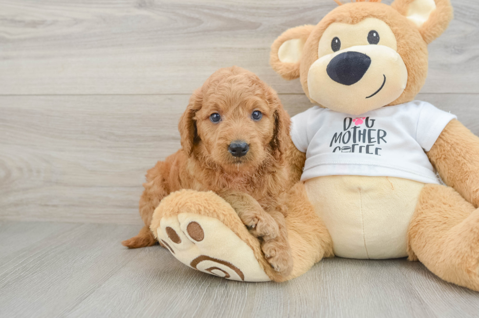 7 week old Mini Goldendoodle Puppy For Sale - Windy City Pups