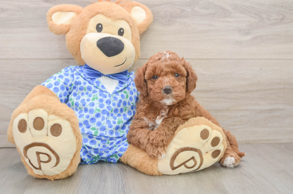 6 week old Mini Goldendoodle Puppy For Sale - Windy City Pups