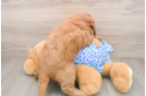 Mini Goldendoodle Pup Being Cute