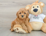 7 week old Mini Goldendoodle Puppy For Sale - Windy City Pups