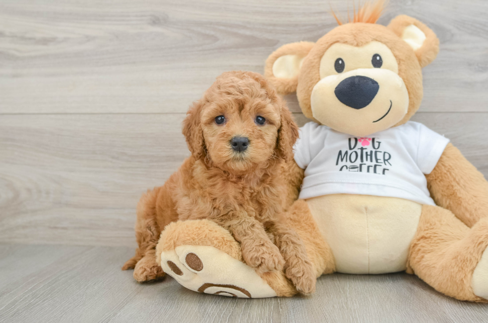 7 week old Mini Goldendoodle Puppy For Sale - Windy City Pups