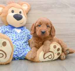 7 week old Mini Goldendoodle Puppy For Sale - Windy City Pups