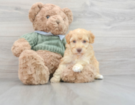7 week old Mini Goldendoodle Puppy For Sale - Windy City Pups