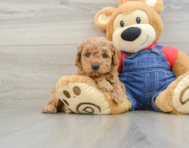 6 week old Mini Goldendoodle Puppy For Sale - Windy City Pups