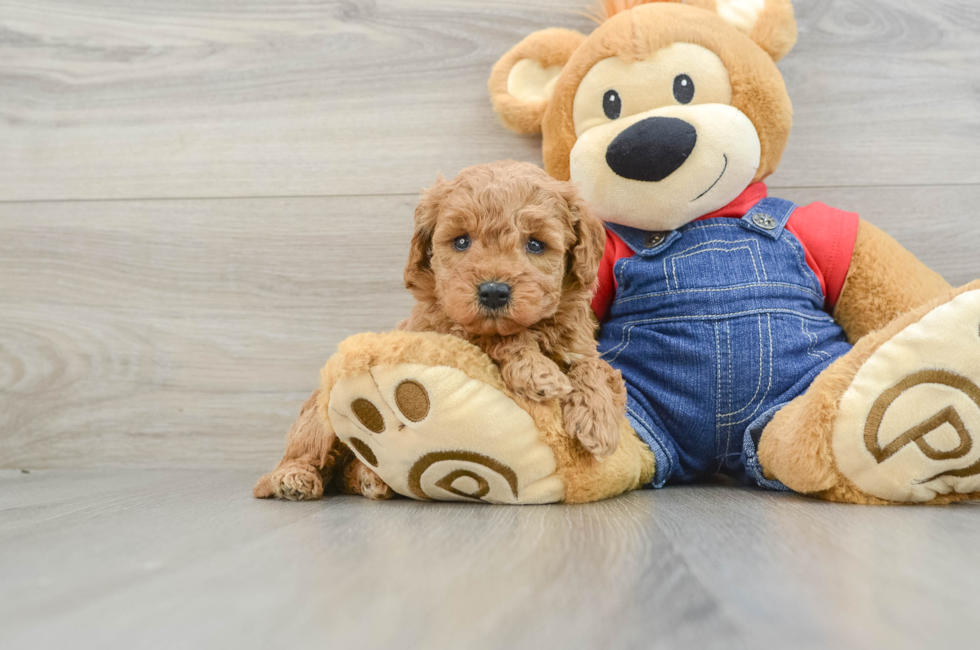 6 week old Mini Goldendoodle Puppy For Sale - Windy City Pups