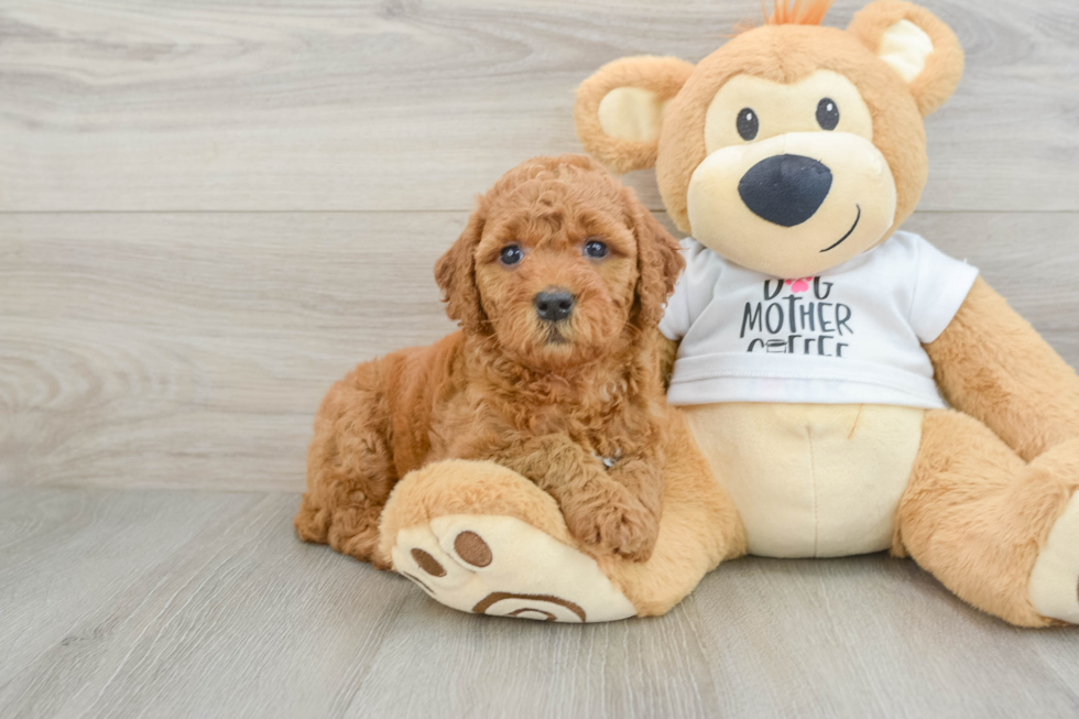 Best Mini Goldendoodle Baby