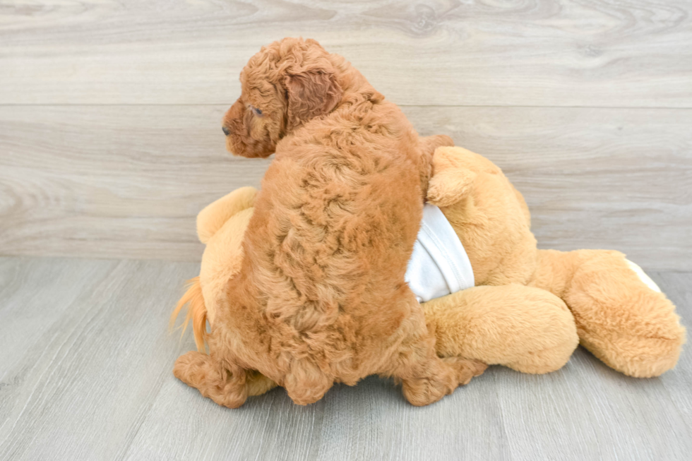 Adorable Golden Retriever Poodle Mix Poodle Mix Puppy