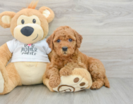 7 week old Mini Goldendoodle Puppy For Sale - Windy City Pups