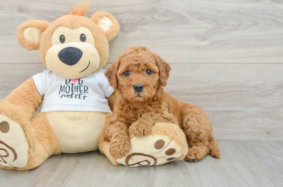 7 week old Mini Goldendoodle Puppy For Sale - Windy City Pups