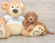 7 week old Mini Goldendoodle Puppy For Sale - Windy City Pups