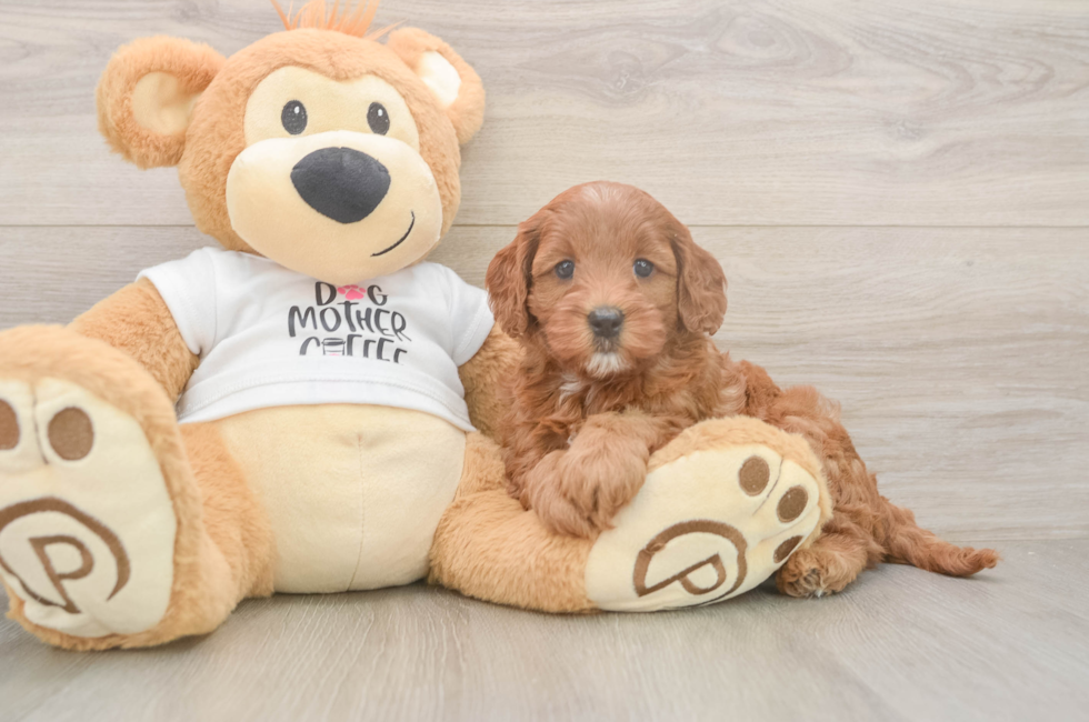 6 week old Mini Goldendoodle Puppy For Sale - Windy City Pups