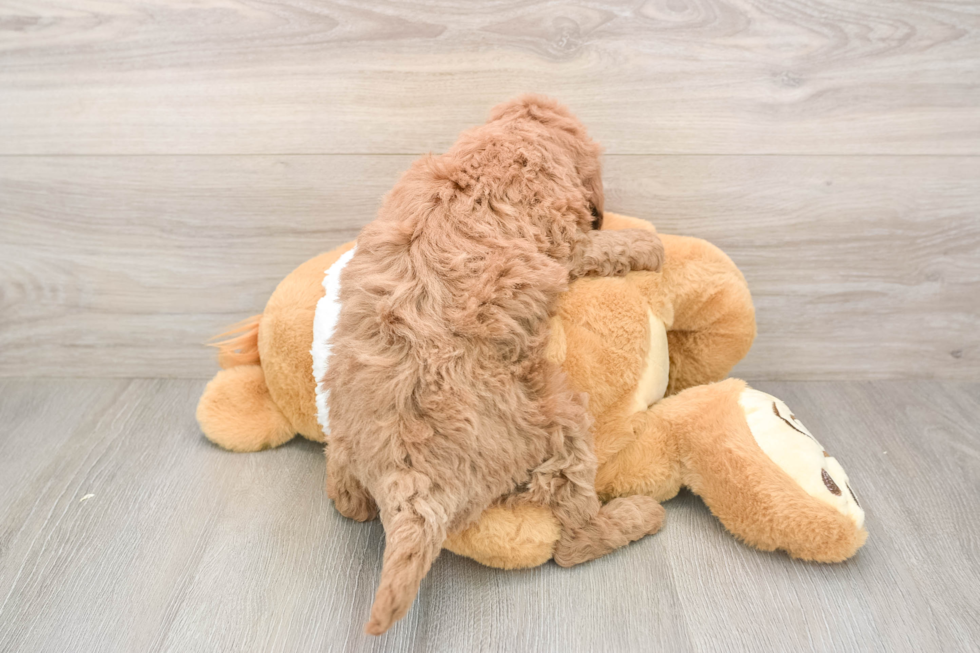 Smart Mini Goldendoodle Poodle Mix Pup