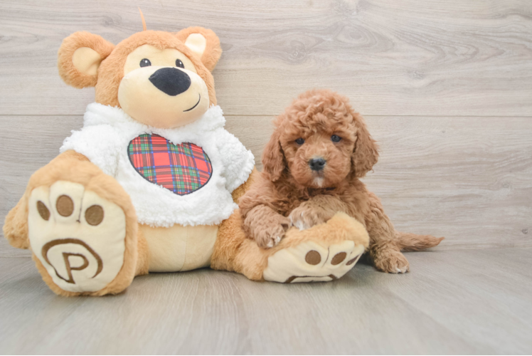 Best Mini Goldendoodle Baby