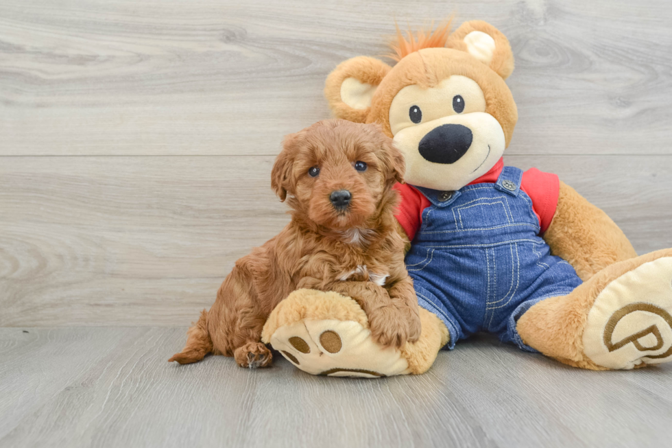 Smart Mini Goldendoodle Poodle Mix Pup