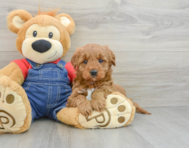 6 week old Mini Goldendoodle Puppy For Sale - Windy City Pups