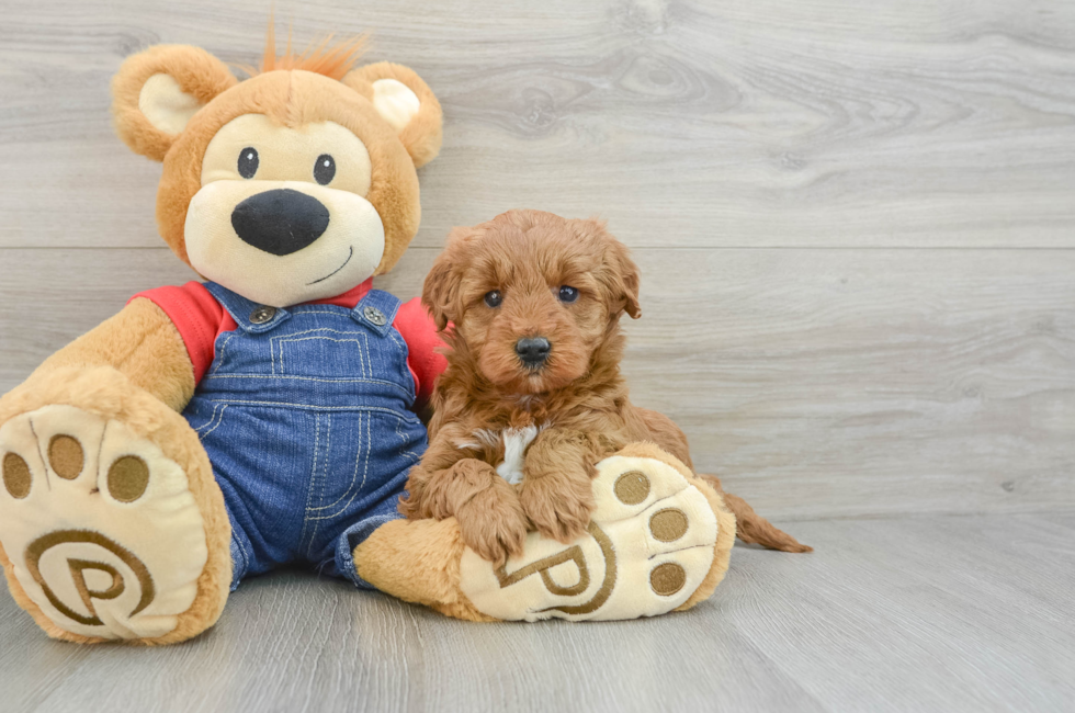 6 week old Mini Goldendoodle Puppy For Sale - Windy City Pups