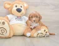 7 week old Mini Goldendoodle Puppy For Sale - Windy City Pups