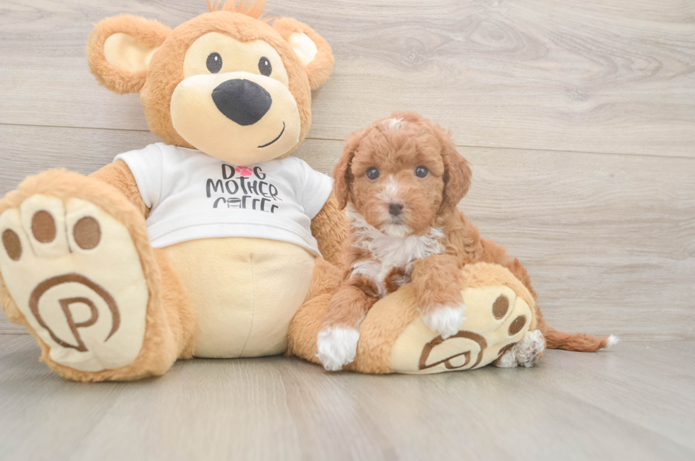6 week old Mini Goldendoodle Puppy For Sale - Windy City Pups