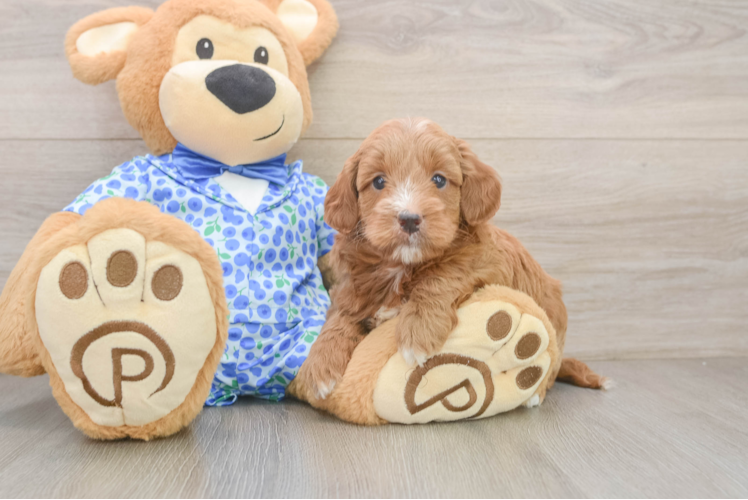 Friendly Mini Goldendoodle Baby