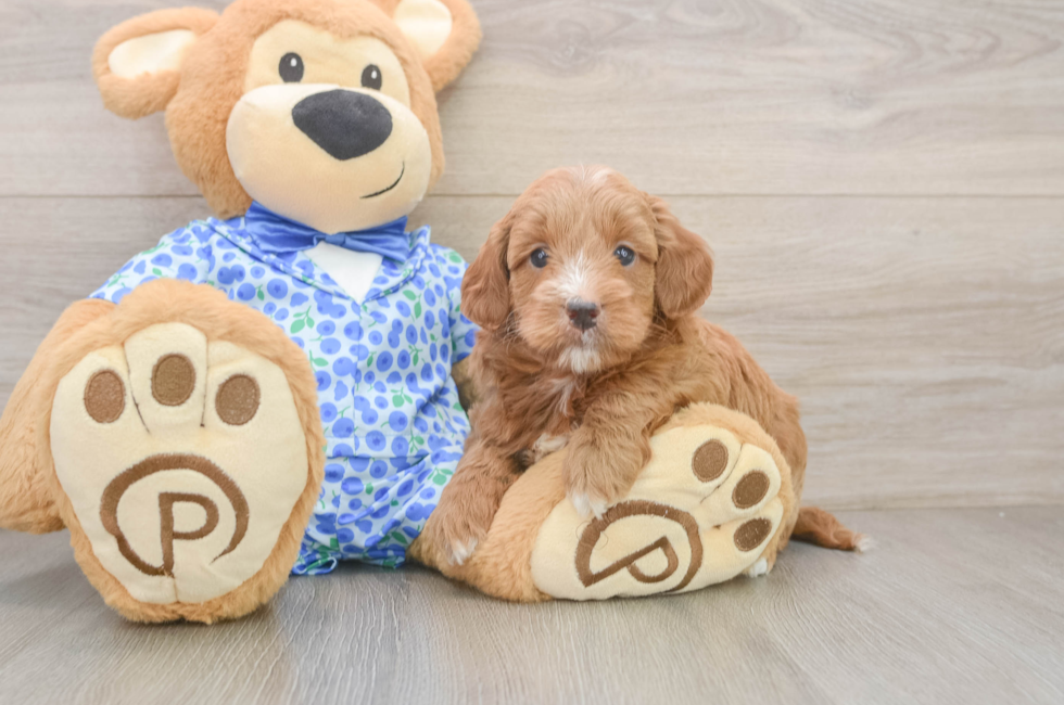 6 week old Mini Goldendoodle Puppy For Sale - Windy City Pups