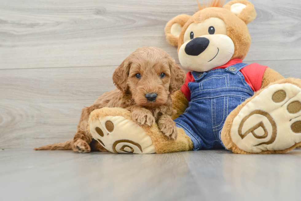 Little Mini Goldenpoo Poodle Mix Puppy