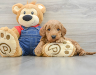 6 week old Mini Goldendoodle Puppy For Sale - Windy City Pups