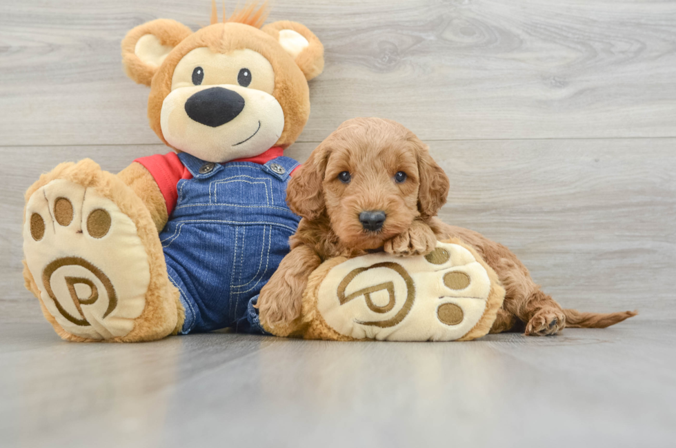 6 week old Mini Goldendoodle Puppy For Sale - Windy City Pups