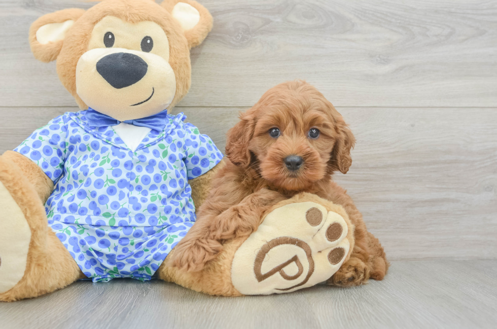 6 week old Mini Goldendoodle Puppy For Sale - Windy City Pups