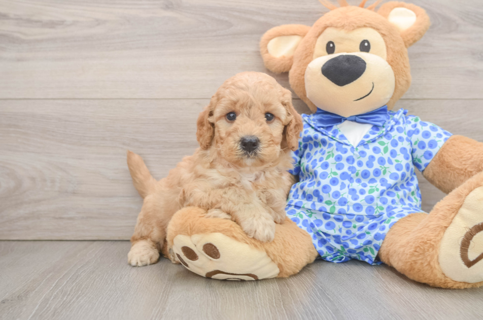 6 week old Mini Goldendoodle Puppy For Sale - Windy City Pups